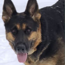 German Shepherds from Liberty's German Shepherds of CNY