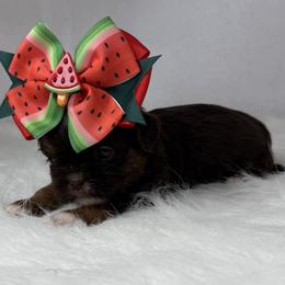 Coco - Chocolate female Shih Tzu puppy in Columbia, Kentucky from Lisa Bandy Luxe Shih Tzu