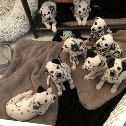 Dalmatian Puppies from Revere Dalmatians