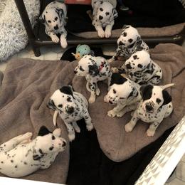Dalmatian Puppies from Revere Dalmatians