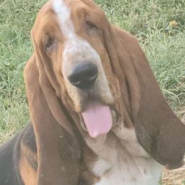Hades - Basset Hound