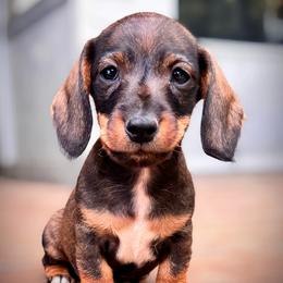 Dachshund Puppies from Royal Bloodline Canines