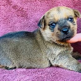 Gold Collar Female - Red wheaten female Norfolk Terrier puppy in Bristol, Tennessee from Holston Hollow Farm