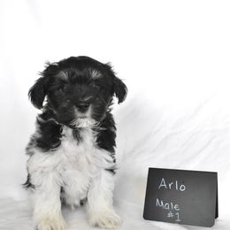 Arlo - Parti male Miniature Schnauzer puppy in Caldwell, Idaho from Nichols Miniature Schnauzers