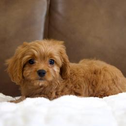 Tesla - Red male Cavapoo puppy in Queen Creek, Arizona from Dulcito Doodles