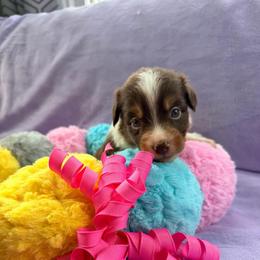 Red Tri Female 2 - Red tri-color female Miniature American Shepherd puppy in Connecticut from Novus Kennels