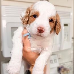 Oki Blue Collar Girl - Blenheim female Cavapoo puppy in Pleasant Grove, Utah from Destination Doodles