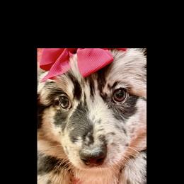 Angel - Blue merle female Australian Shepherd puppy in Az, Yuma, Arizona from The Southern Dog
