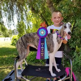 Zoe  - Whippet