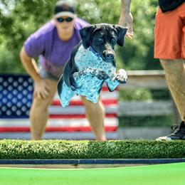 Ria - German Shorthaired Pointer