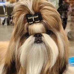 Brinkley - Shih Tzu
