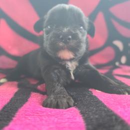 Ppf3 - Black and white female Chinese Crested puppy in New Castle, Pennsylvania from Long Haul Cresteds & Long Rotts