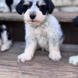 Blue boy - Parti male Miniature Schnauzer puppy in Albany, Louisiana from Kimberly's Schnauzers