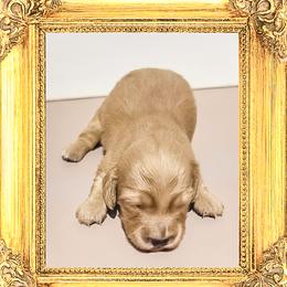 Princess Diana - Cream female Dachshund puppy in Splendora, Texas from Ram’s Kennels