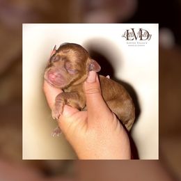 Captain - Golden male Cockapoo puppy in 77304, Texas from Little Valley Puppies