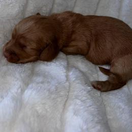 Watkins - Red male Dachshund puppy in San Diego, California from Enchantables