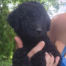 Clover - Black female Labradoodle puppy in Clinton, Ohio from P&L Doodles