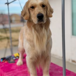 Rain - Golden Retriever