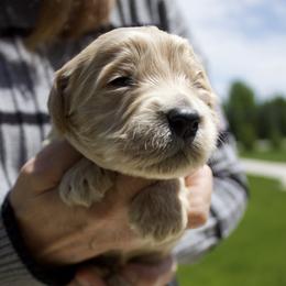 Blue - Cream male Goldendoodle puppy in Medina, Ohio from Farmer Doodles