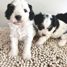 Boy 1 - male Cockapoo puppy in Birdsboro, Pennsylvania from Cooper Family Cockapoos
