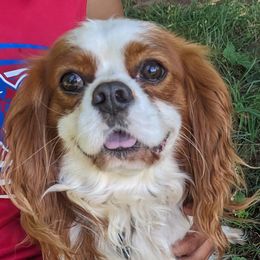 Biscuit - Cavalier King Charles Spaniel