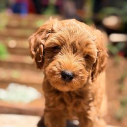 Captain America - Red  male Goldendoodle puppy in Pollock Pines, California from Penny Lane’s Doodles