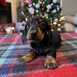 Boone - Black and tan male Dachshund puppy in Mascot, Tennessee from Magnolia Pearl Dachshunds