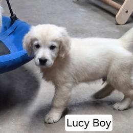Lucy Boy 3 - Light golden male Golden Retriever puppy in Niles, Michigan from Composer Goldens