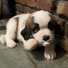 Saint Bernards from Nibbles Creek