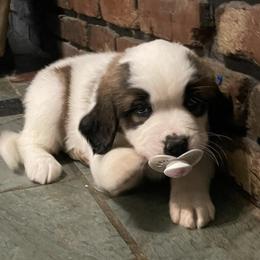 Saint Bernards from Nibbles Creek
