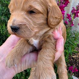 Boy 2 - male Goldendoodle puppy in Syracuse, Utah from Just Doodling Dogs