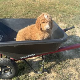 Goldendoodle All Grown Up from Dana Walters