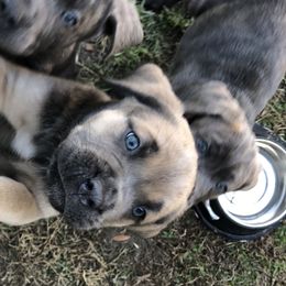 Cane Corso and Lowchen Puppies from High Royal Kennel