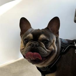 Wilbur - Blue male French Bulldog puppy in Moorefield, West Virginia from Absolutely Boston Terriers and French Bulldogs