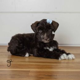 Mya - Miniature Schnauzer puppy from JoJo's Schnauzers