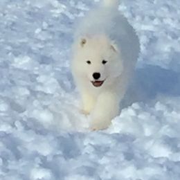 Samoyed Puppies from Falling cedar farm samoyeds