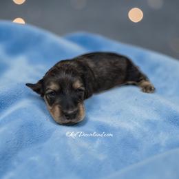 Boy 1 - Cream male Dachshund puppy in Oklahoma City, Oklahoma from OkieDoxieland Dachshunds