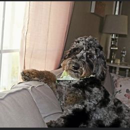 Aussiedoodle Puppies from Red Bud Beautiful Doodles