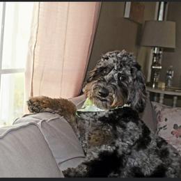 Aussiedoodle Puppies from Red Bud Beautiful Doodles