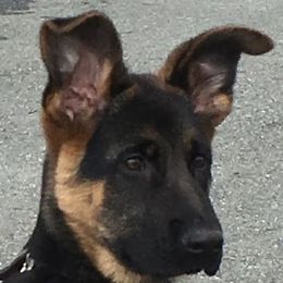 Labrador Retriever Puppies from Roxanne Lee