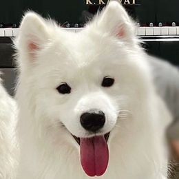 Arctos - Samoyed