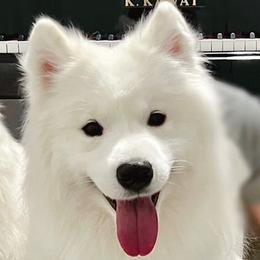 Arctos - Samoyed
