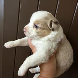 Ambrose - Yellow male Miniature Australian Shepherd puppy in Taylor, Arizona from Holy Ghost Ranch, Inc