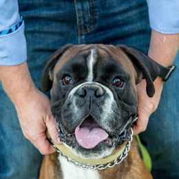 Jesse James - Boxer