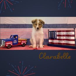Clarabelle - White merle female Collie puppy in St Augustine, Florida from Saltwater Collies LLC