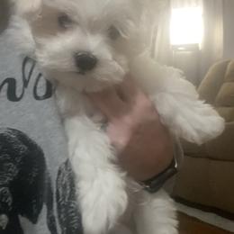 Nicholas - White male Maltese puppy in Polo, Missouri from Purely Maltese