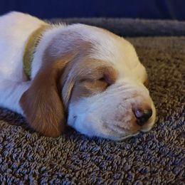 Yellow girl - Lemon and white female Basset Hound puppy in Santa Rosa, California from Redwood Coast bassetts
