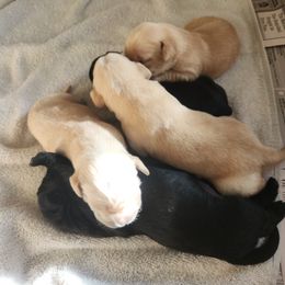 Labrador Retriever Puppies from Cindy's Ten Star Labradors
