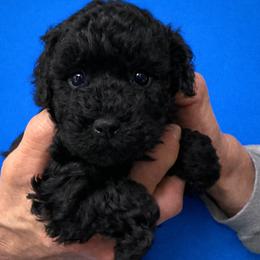 Spencer - Black male Poodle puppy in Tallahassee, Florida from Bows and Bow Ties
