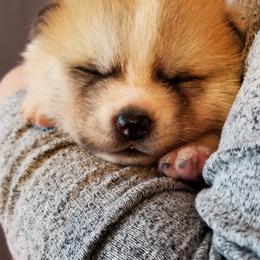 Japanese Akitainu Puppies from Four Seasons Akita (Shikisou)